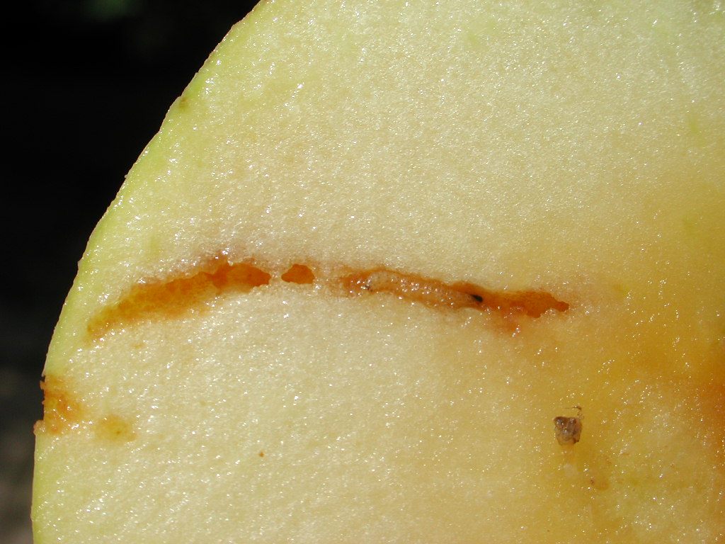 AW L2 in Bohrgang.JPG